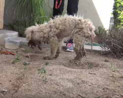 Stray Could Hardly Eat, So Rescuers Couldn’t Imagine She’d End Up Such A Beautiful Dog