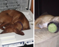 These 21 Sleepyheads Are Proof That Dogs Can Nap Absolutely Anywhere