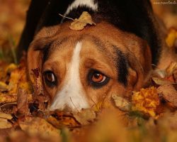 10 Reasons Why Beagles Are The Best Dogs Ever