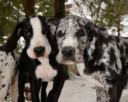 The 10 Worst Things About Having Great Danes