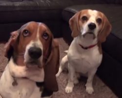 Tom the Beagle and Jerry the Basset Taking Self-Control Lessons