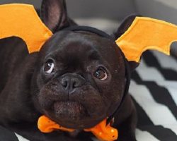 12 Costumes That Prove French Bulldogs Always Win At Halloween