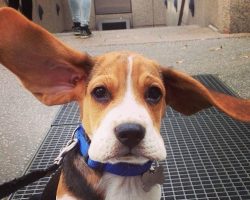 14 Signs You Are A Crazy Beagle Person