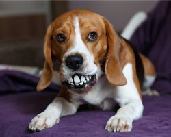 16 Reasons Beagles Are The Worst Indoor Dog Breeds Of All Time