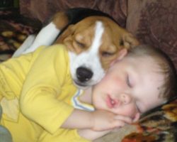 12 Realities That New Beagle Owners Must Accept