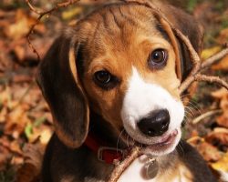 65 Most Popular Beagle Dog Names