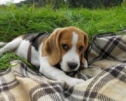 14 Things That Make Beagles Happy