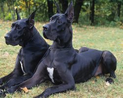 12 Realities That New Great Dane Owners Must Accept