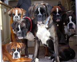 10 Boxer Dogs Know How to Solve Your Daily Life Problems