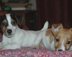 12 Horrifying Things You Didn’t Know About Jack Russells