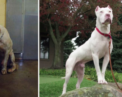 20 Dogs Before And After Adoption To Make You Feel All Warm And Fuzzy