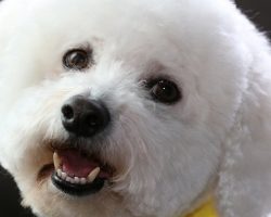 49 Most Popular Bichon Frise Dog Names