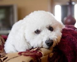 12 Realities That New Bichon Frise Owners Must Accept