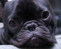 10 Pictures That Sum Up What It’s Like To Own A French Bulldog