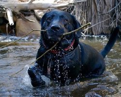 The 12 Funniest Labrador Reactions Ever