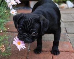 10 Pugs Stopped To Smell The Flowers! Too Cute!