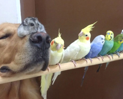 Bob The Golden Retriever Is Always Smiling, And It’s All Because Of His Friends