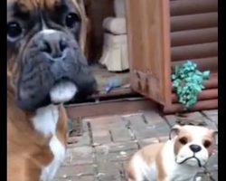 Boxer desperately attempts to befriend ceramic dog