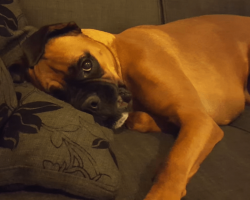 Boxer dog has hilarious tantrum