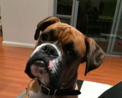 17 Things All Boxer Owners Must Never Forget