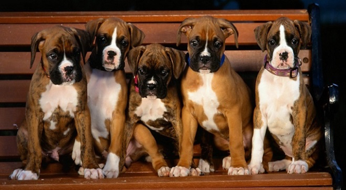 12 Reasons Why Boxer Dogs Are The Only Friends You’ll Ever Need