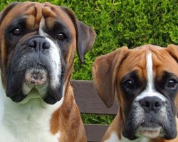 12 Boxer Dog Property Laws