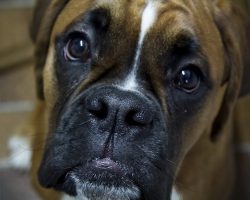 6 Problems Only Boxer Owners Will Understand