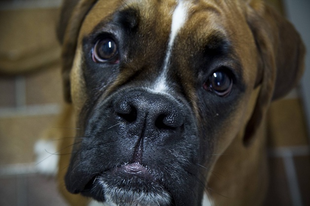 6 Problems Only Boxer Owners Will Understand