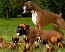 Top 10 Things Boxer Dogs Don’t Like