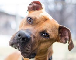 12 Unreal Boxer Cross Breeds You Have To See To Believe