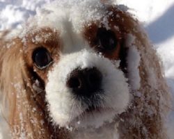 16 Things All Cavalier King Charles Spaniel Owners Must Never Forget