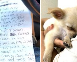 Woman Found Puppy Abandoned In Airport Bathroom And Reads Owner’s Note About Boyfriend’s Abuse