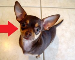 12 Reasons Why You Should Never Own Chihuahua