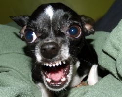 10 Reasons Why Chihuahuas Are The Most Dangerous Pets. The Last One Is Horrible.