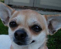 14 Signs You Are A Crazy Chihuahua Person
