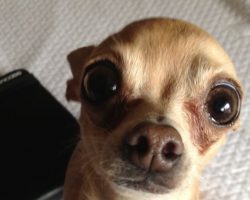 14 Reasons Chihuahuas Are The Worst Indoor Dog Breeds Of All Time