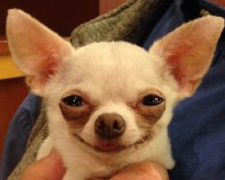 12 Chihuahuas Totally Defying The Laws Of Physics