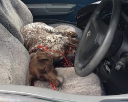 Man Arrested After Leaving Dog To Die In A Locked, Unventilated Car