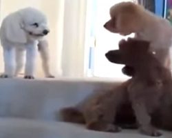 Dogs Tattletale On Sister To Mom, Video Will Bring Back Memories From Your Childhood