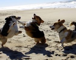 Top 10 Things Corgis Don’t Like