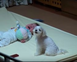 Dog’s Upset When Baby Starts To Cry, Mom Gets Dog’s Hilarious Solution All On Camera