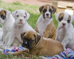 18 Things That Make Boxer Dog Happy