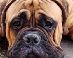 15 Reasons Mastiffs Are Not The Friendly Dogs Everyone Says They Are
