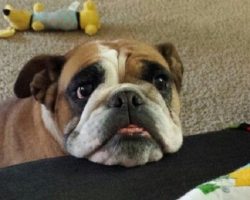 10 Reasons Why Your English Bulldog Is Staring At You Right Now