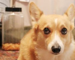 15 Reasons Why Corgis Are Actually The Least Favorite Dogs In The World