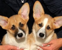 6 Cool Facts About Corgis