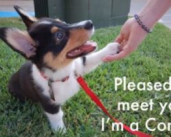 12 Best Corgi Memes of All Time