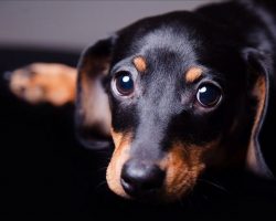 20 Reasons Dachshunds Are The Worst Dogs To Live With