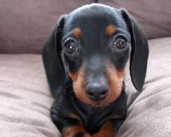 12 Dachshund Property Laws