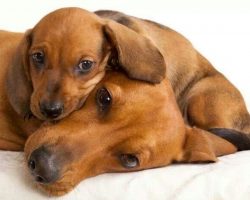15 Reasons Why You Should Never Own Dachshunds